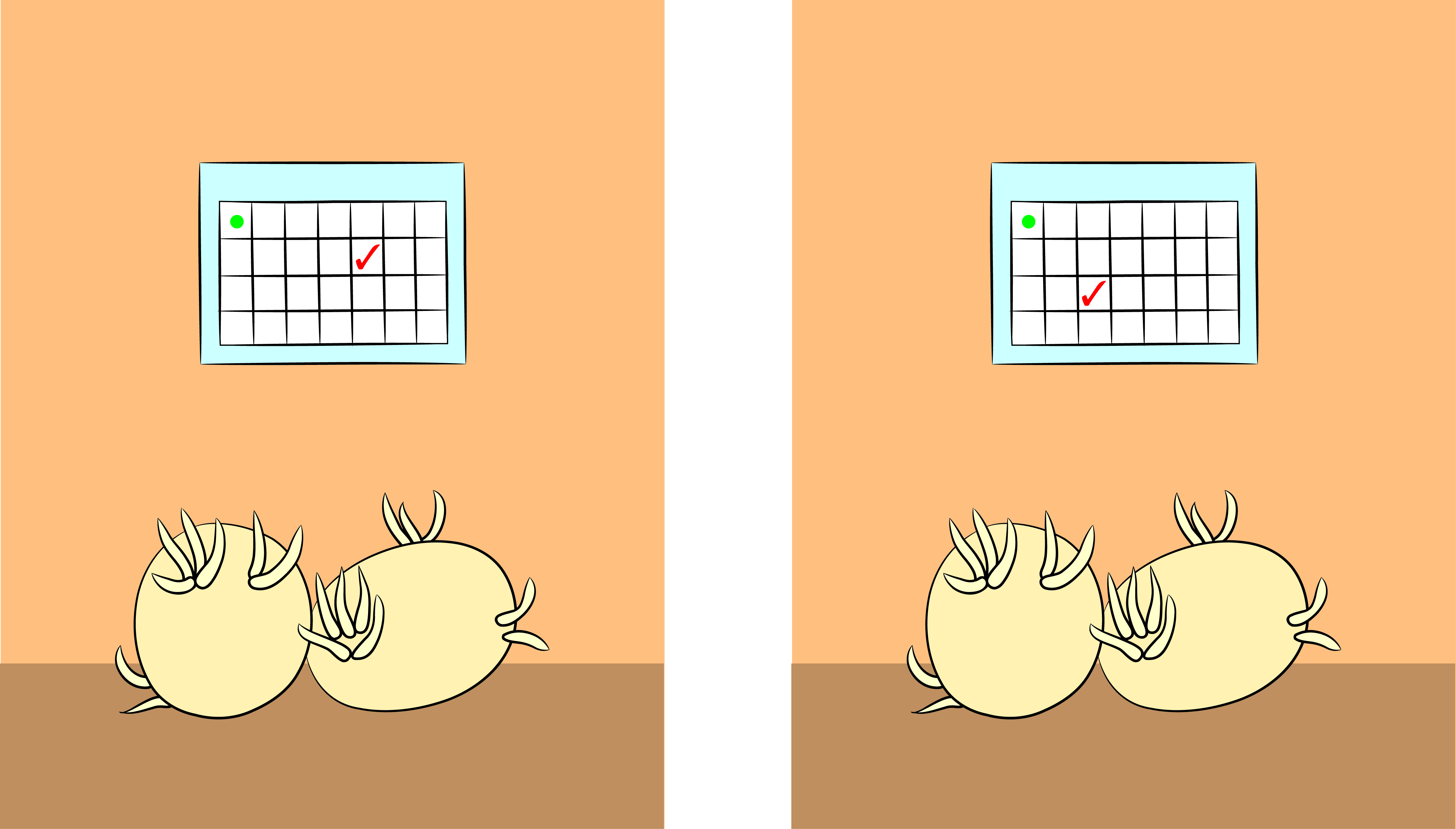 Potato dormancy