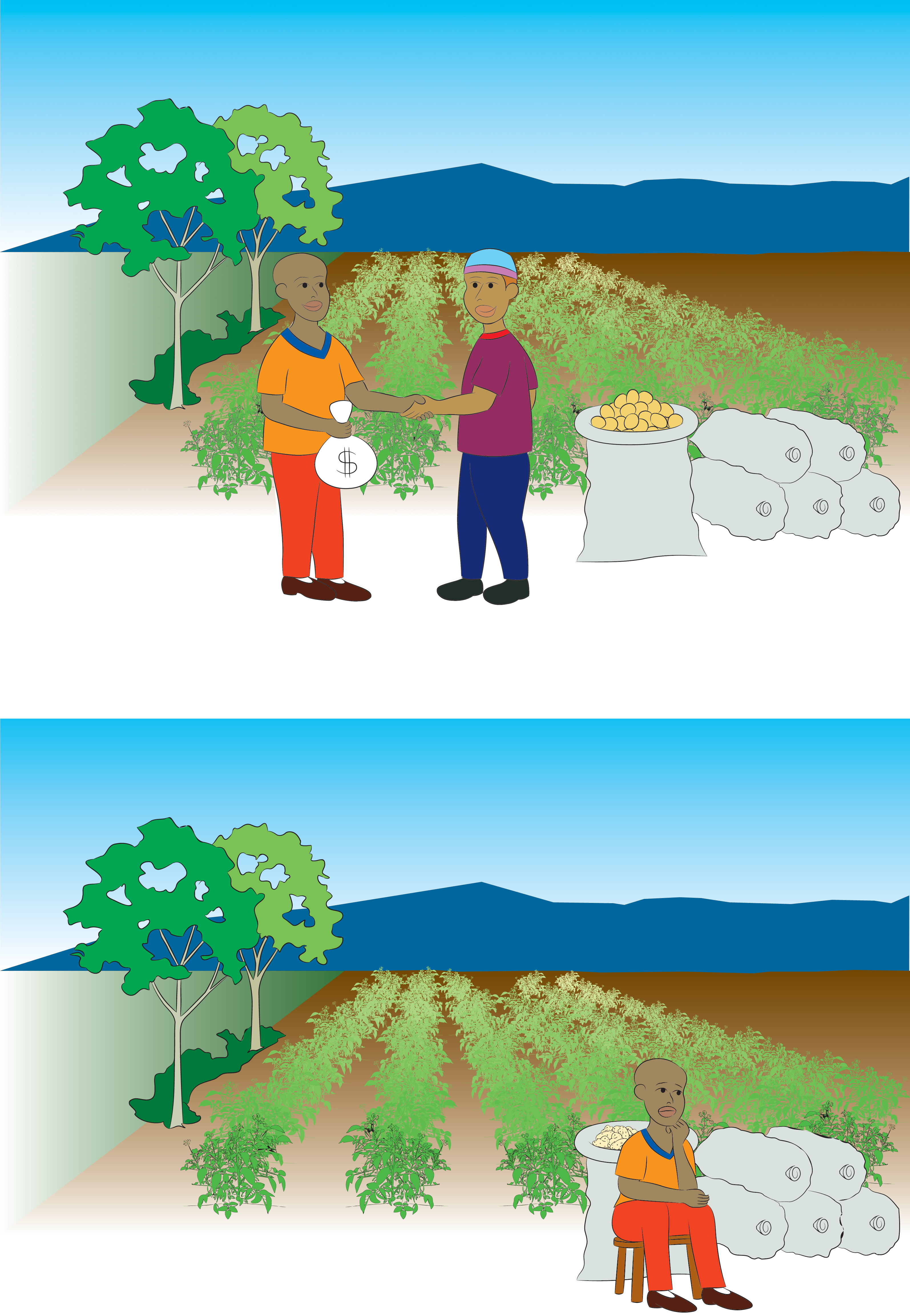 Potato market harvest