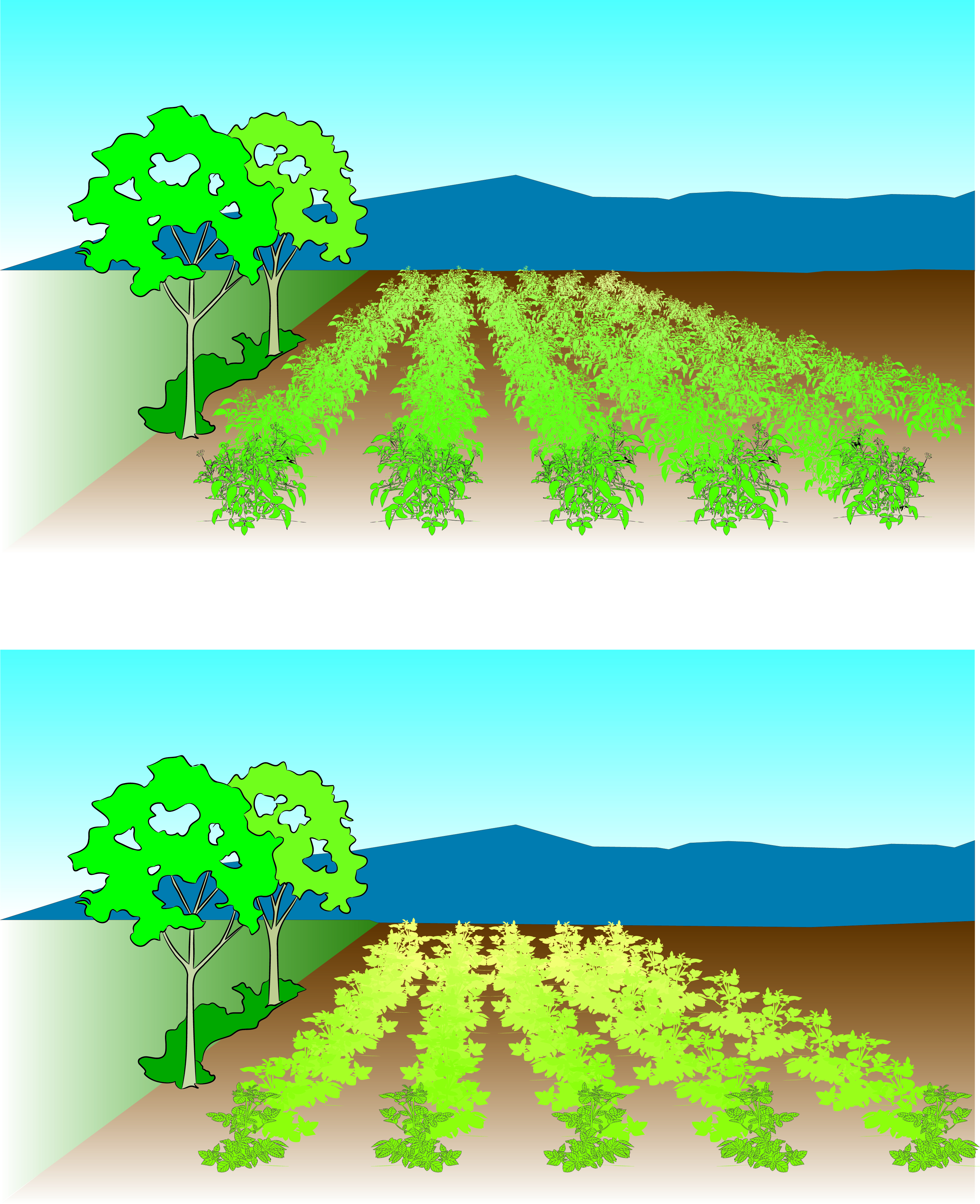 Potato maturity