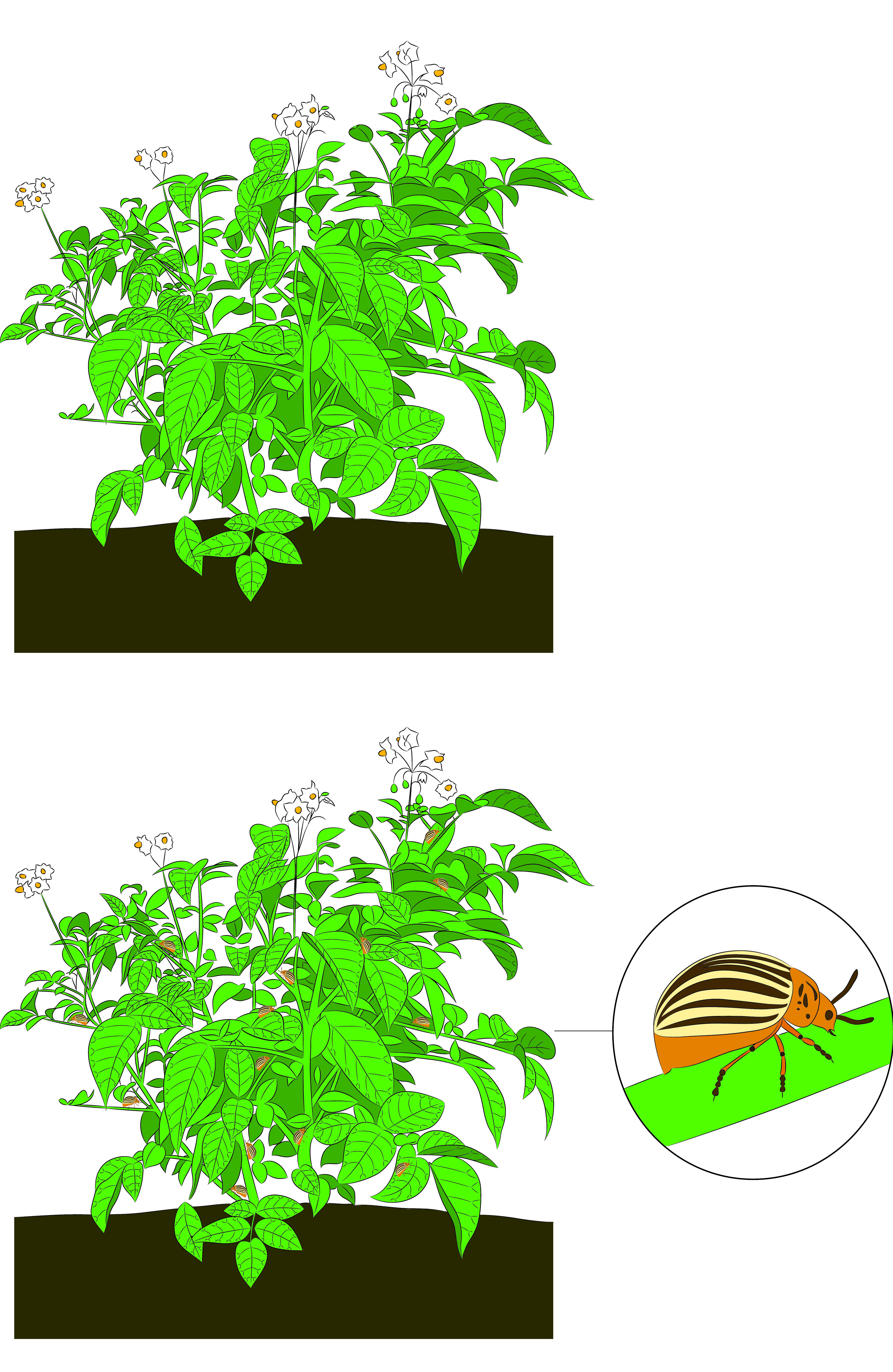 Potato pest