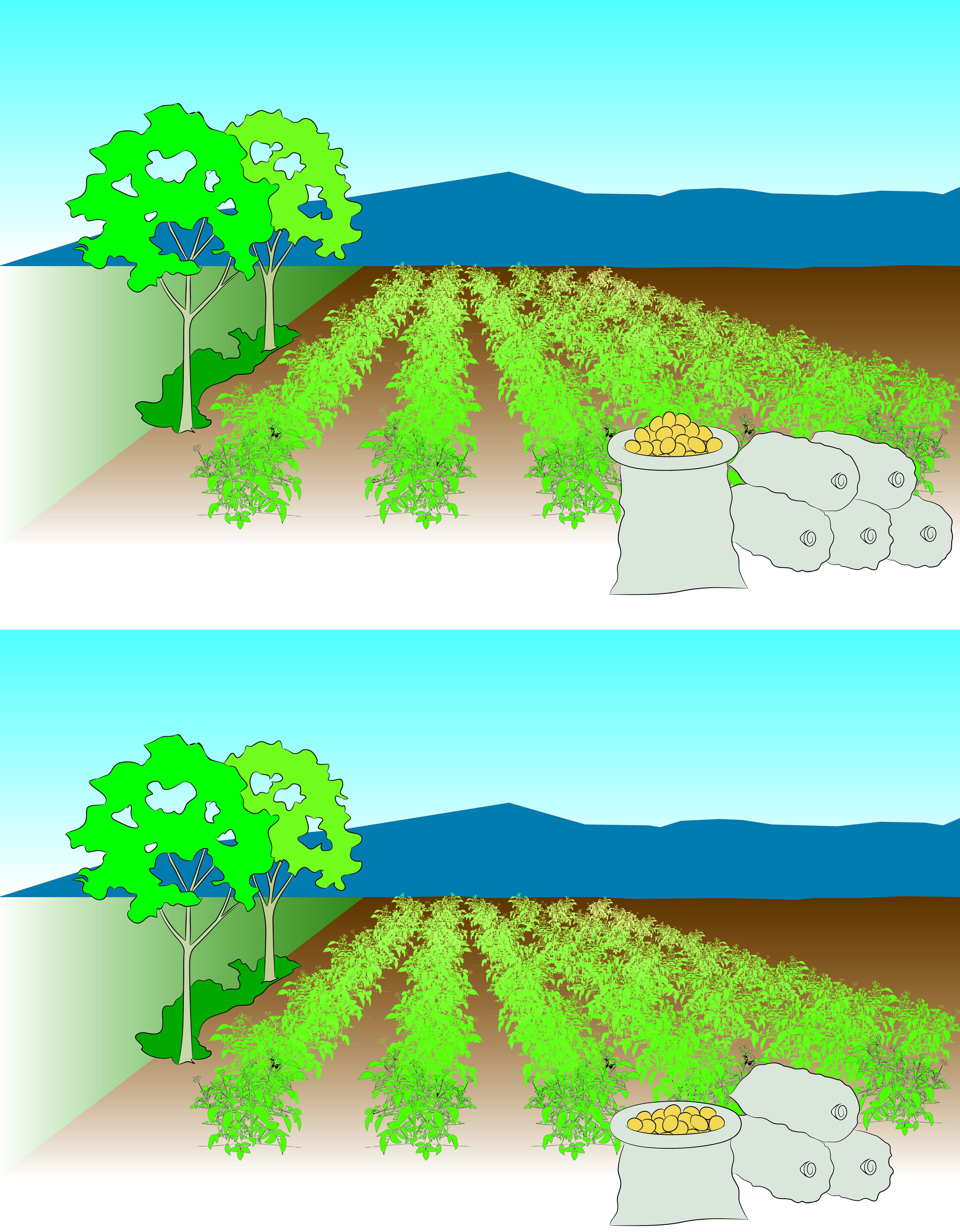 Potato yield