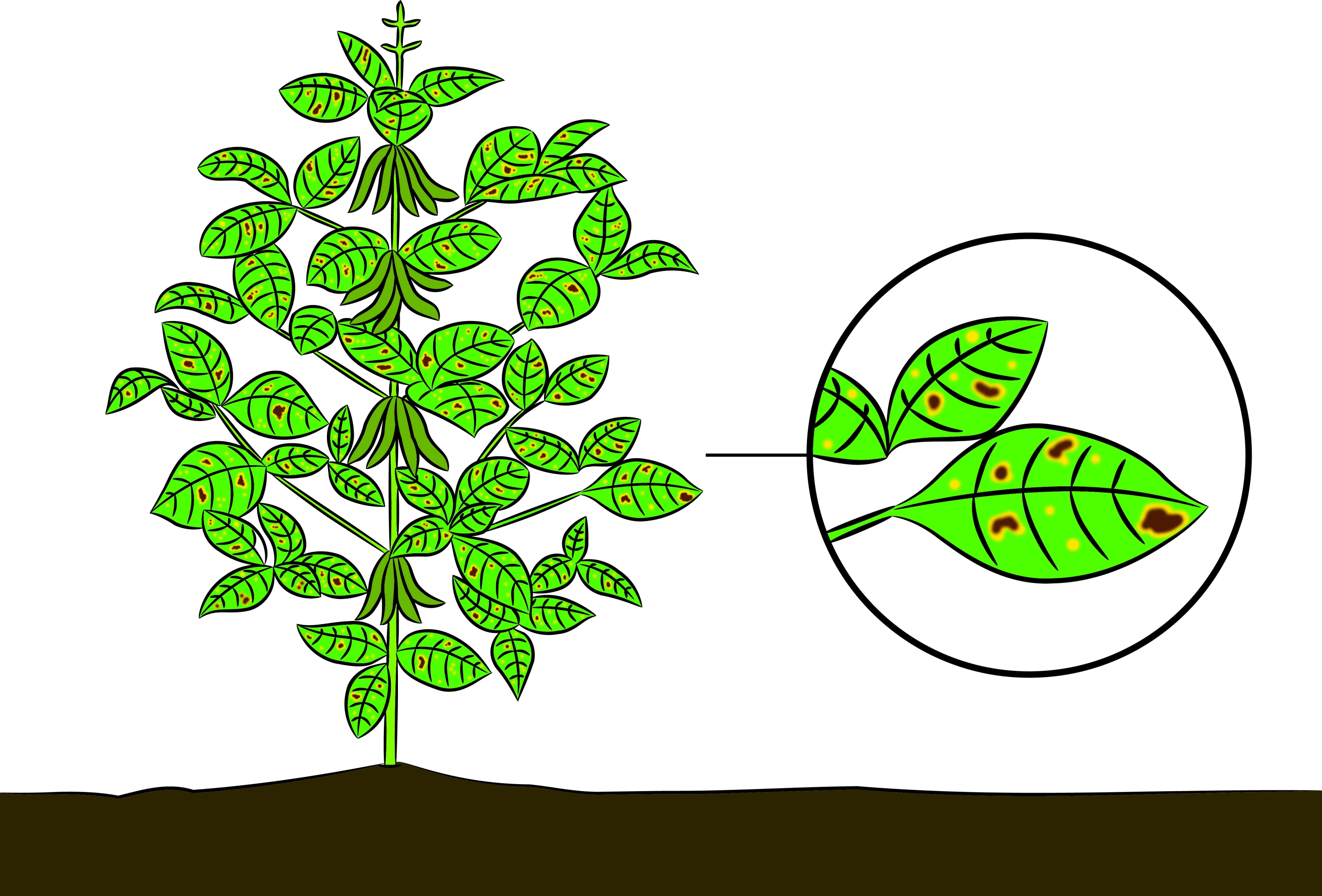 Soybean disease