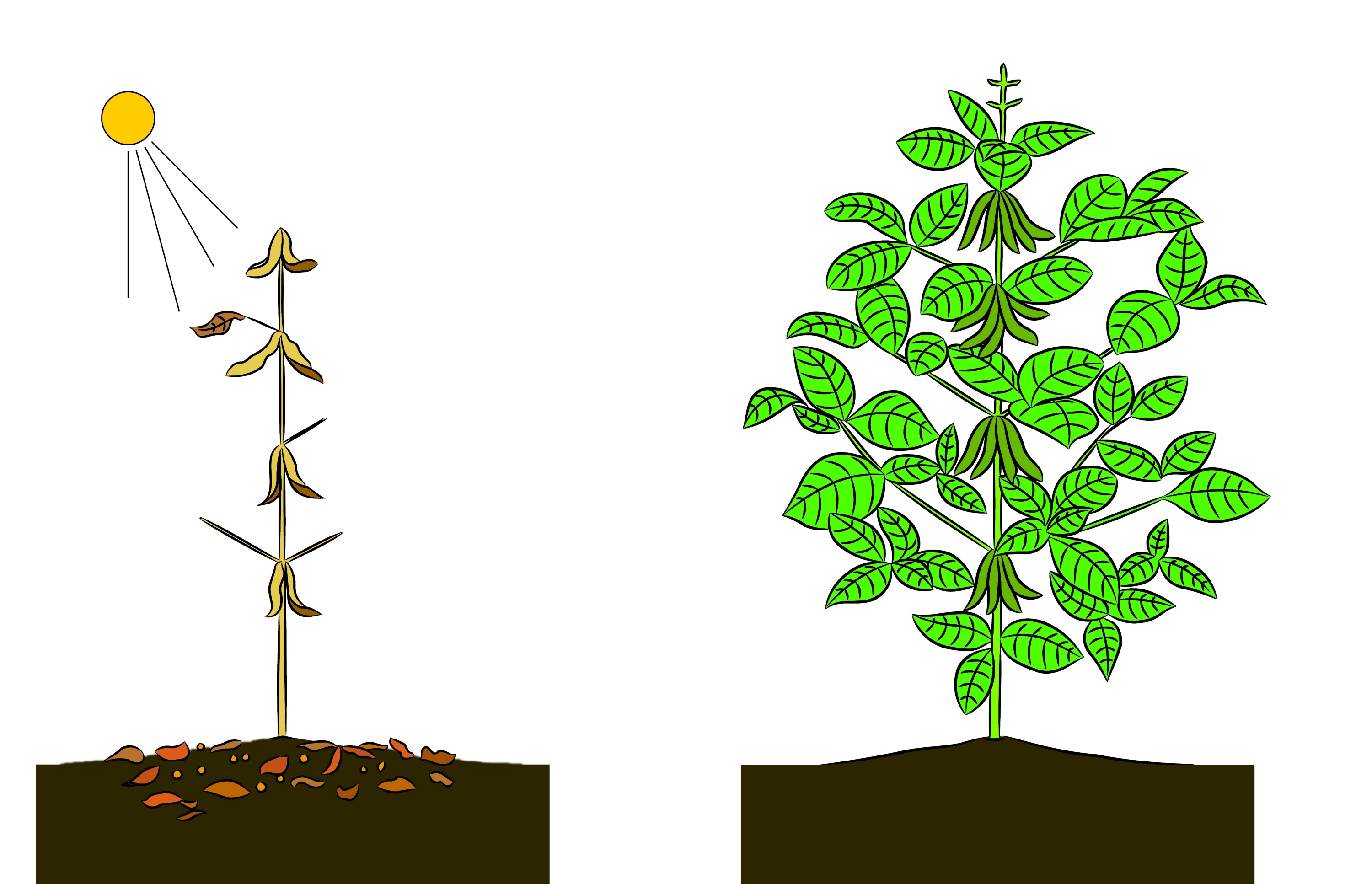 Soybean drought