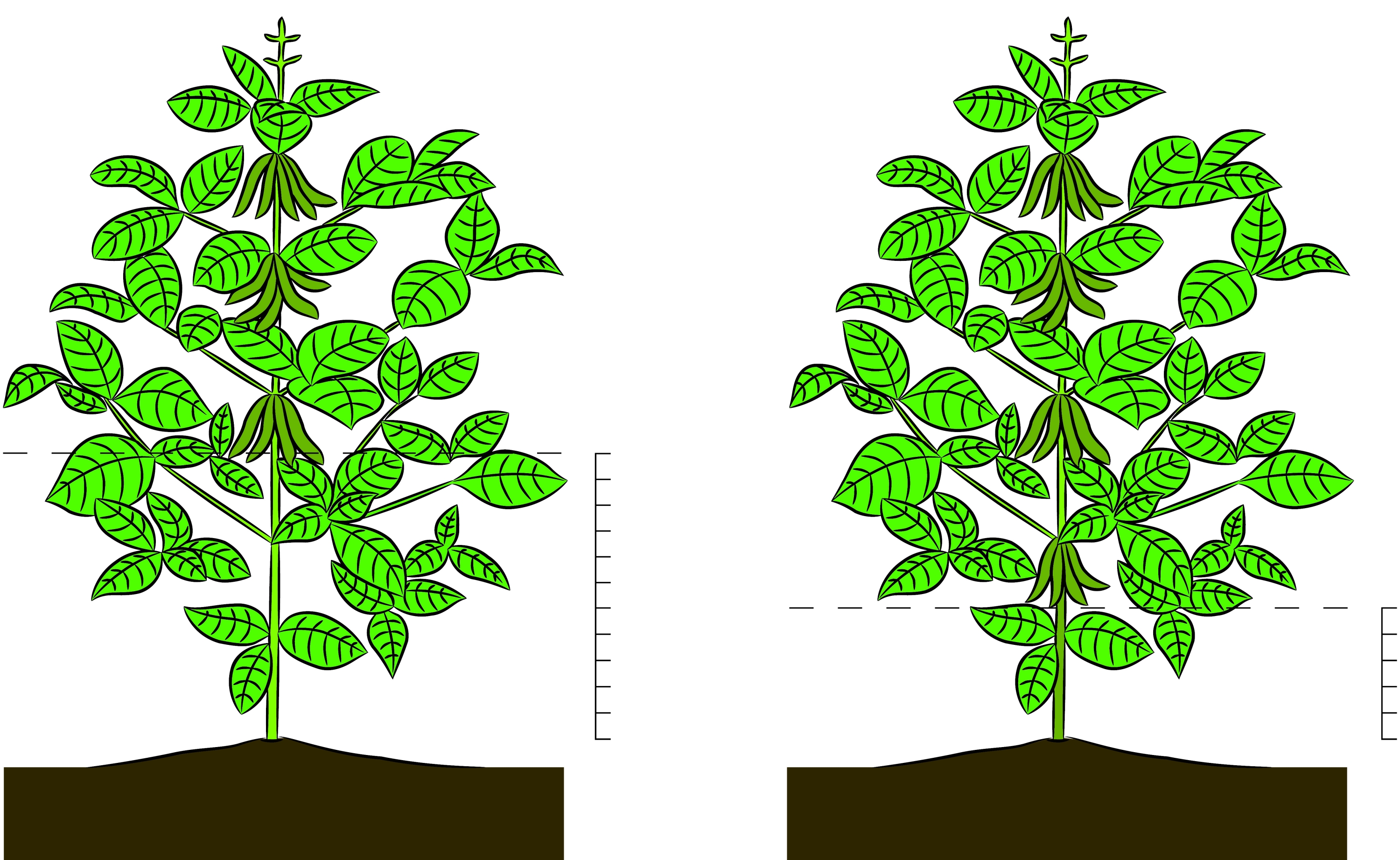 Soybean height