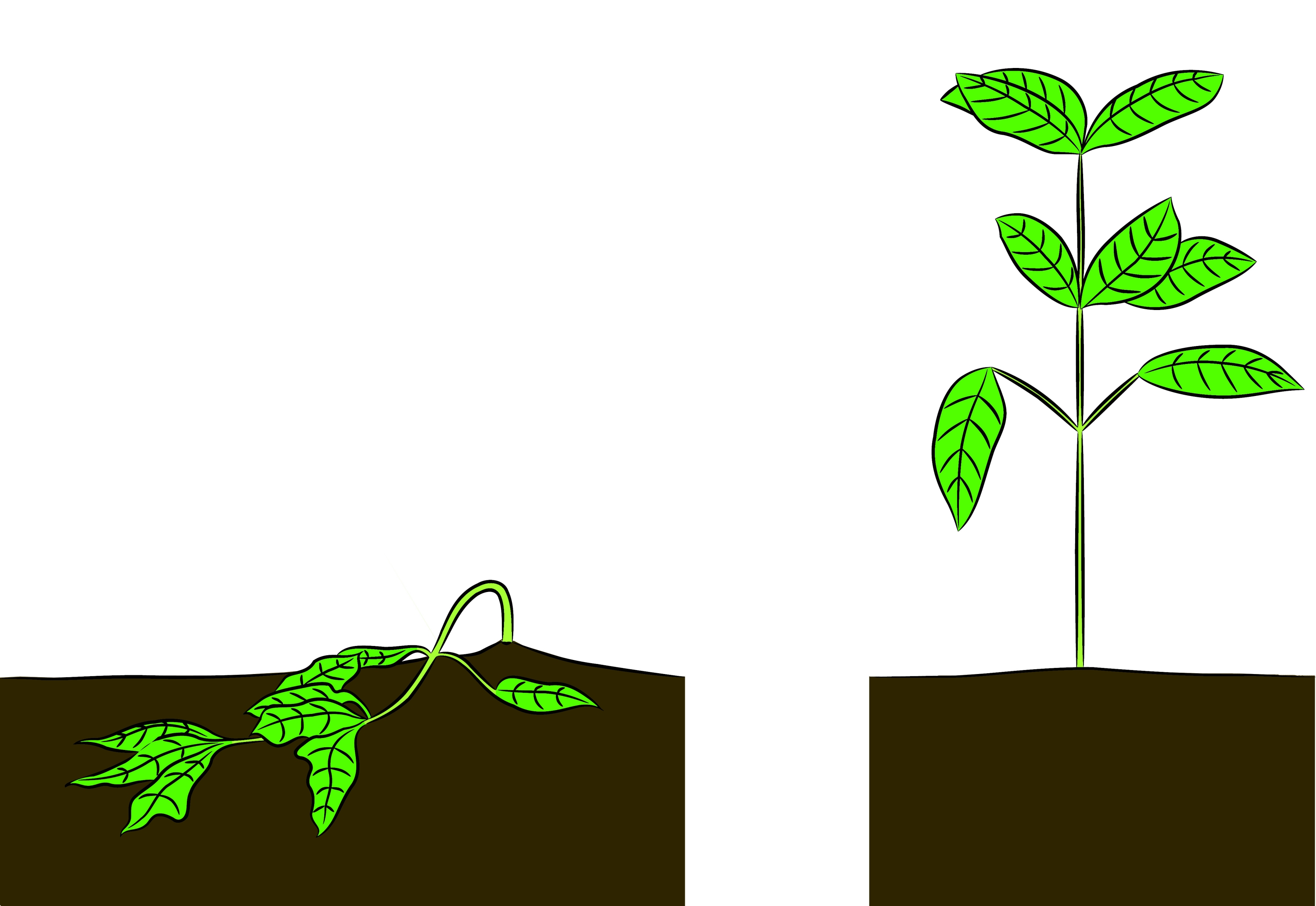 Soybean lodging