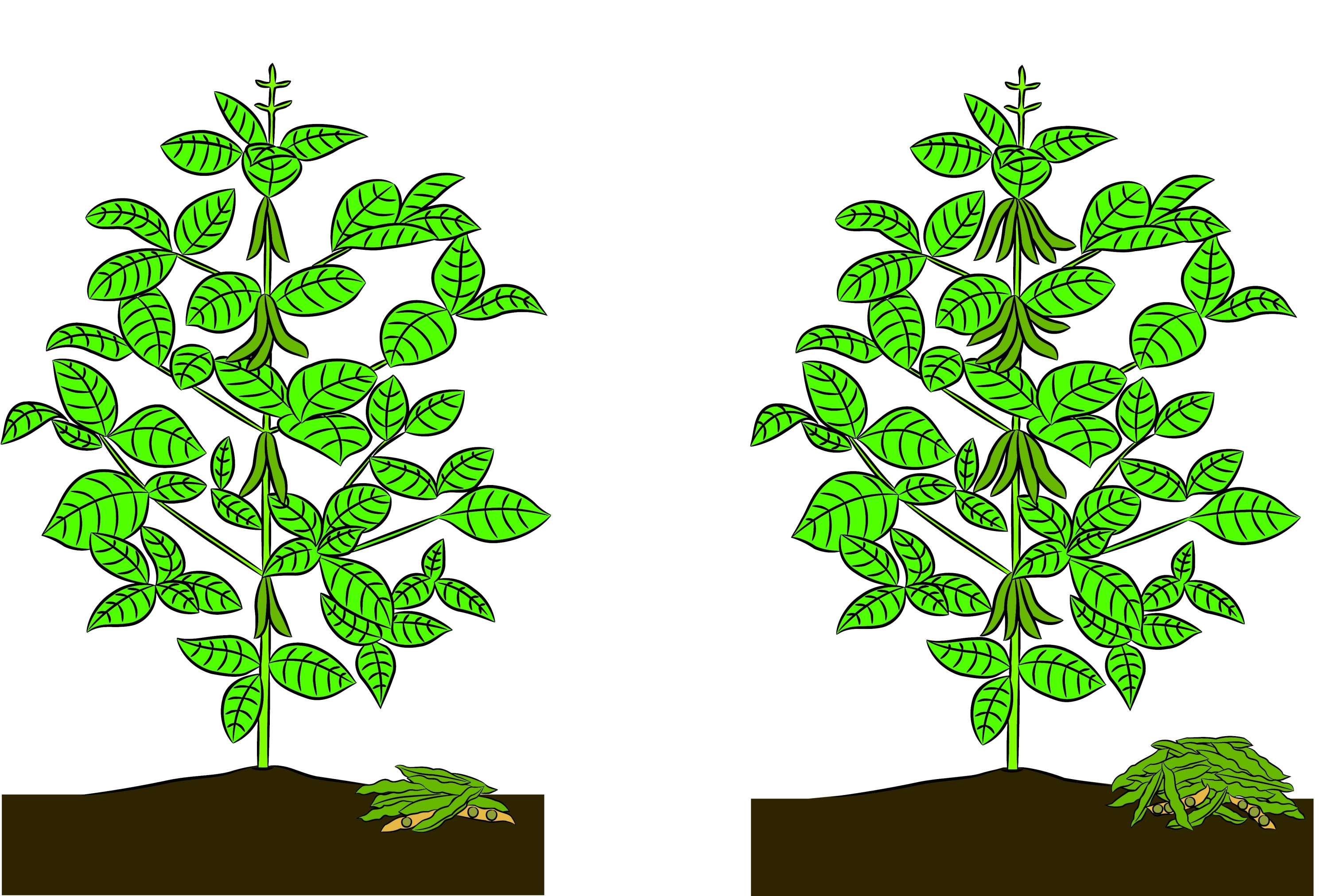 Soybean pods per plant