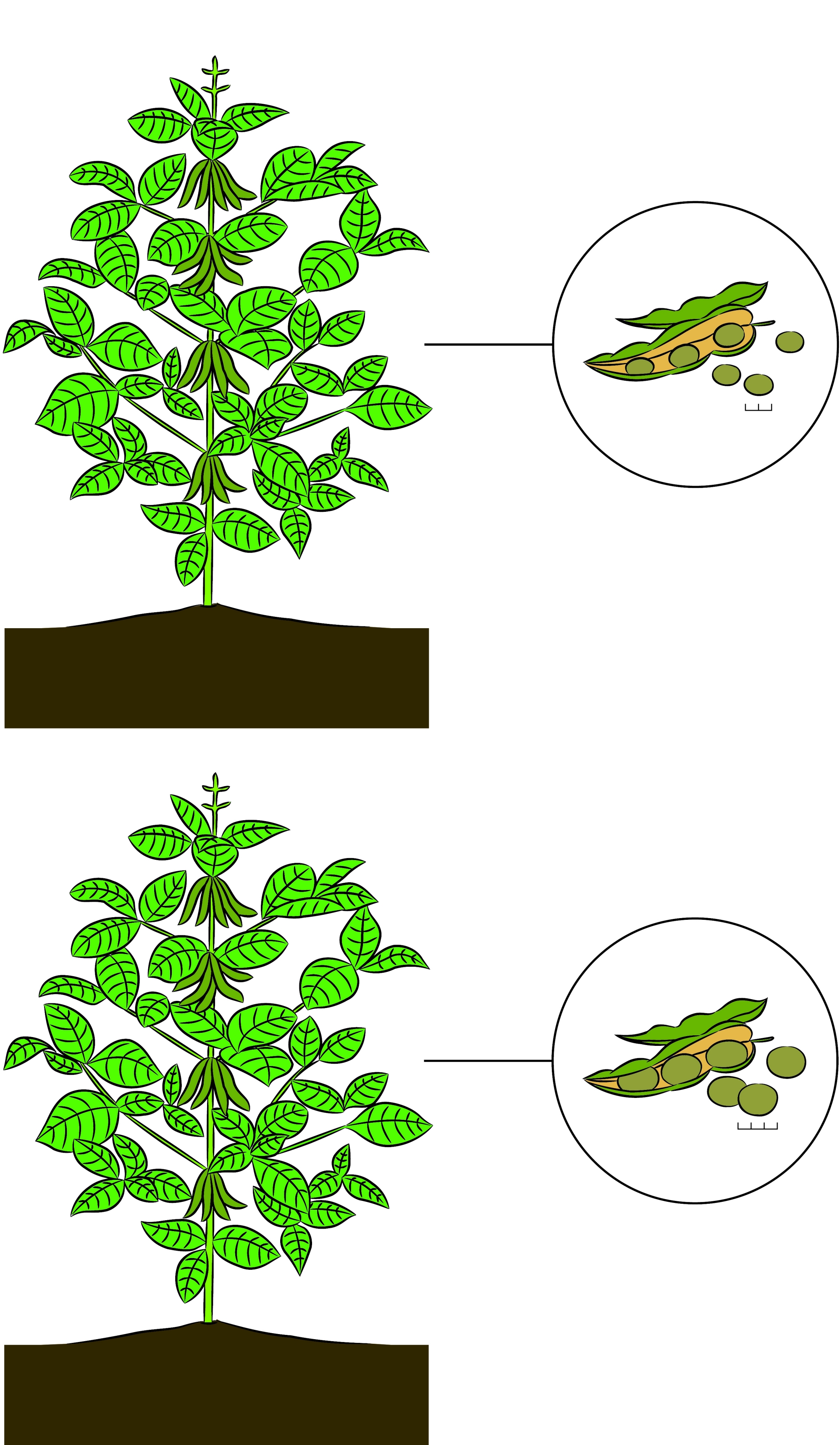 Soybean size