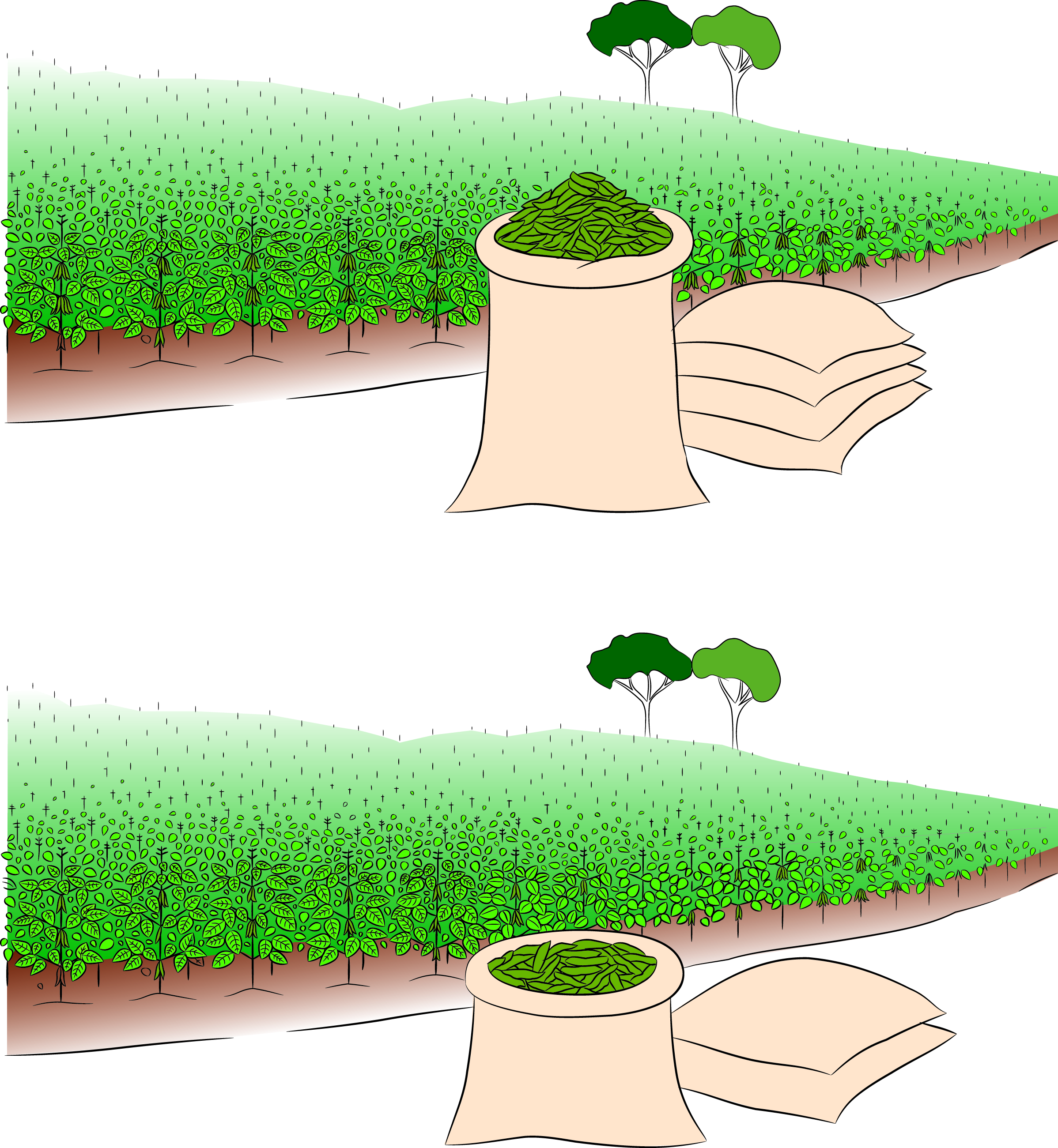 Soybean yield